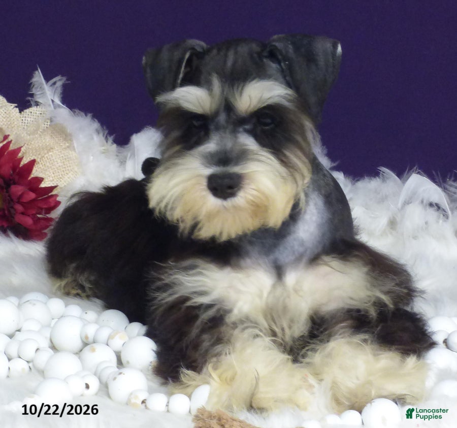 Miniature Schnauzer dogs Sparkles - Ad 2