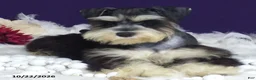 Miniature Schnauzer dogs for sale: Sparkles - Ad 2