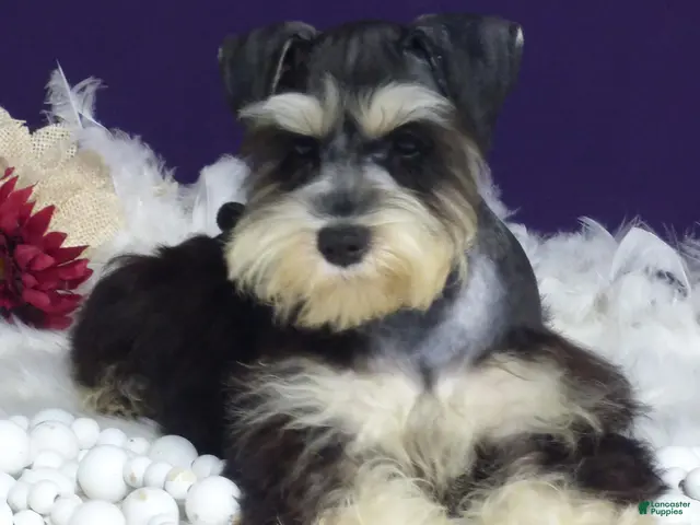 Miniature Schnauzer dogs for sale: Sparkles - Ad 2