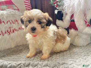 Teddy Bear dogs Roxy - Ad 35