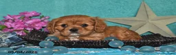 Cavalier King Charles Spaniel dogs for sale: Kenzo - Ad 5
