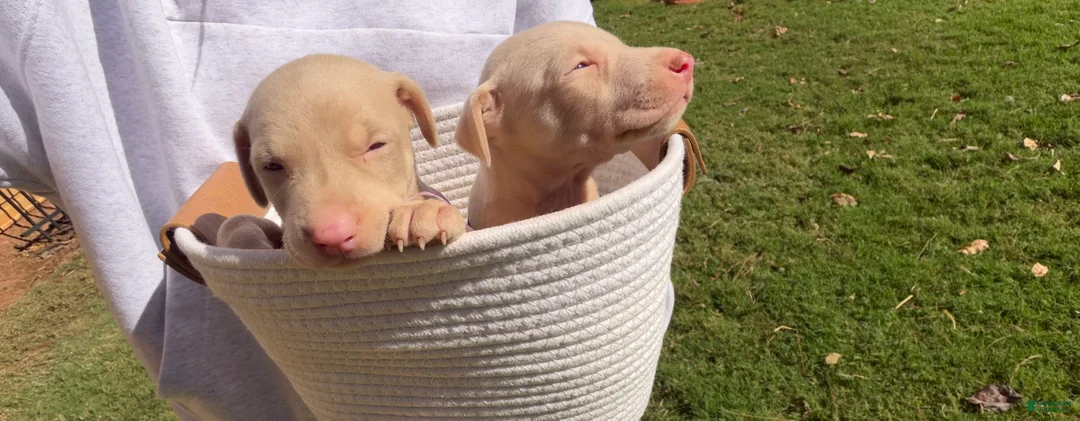 Doberman Pinscher dogs for sale: Doberman Pinscher 8 - Ad 2