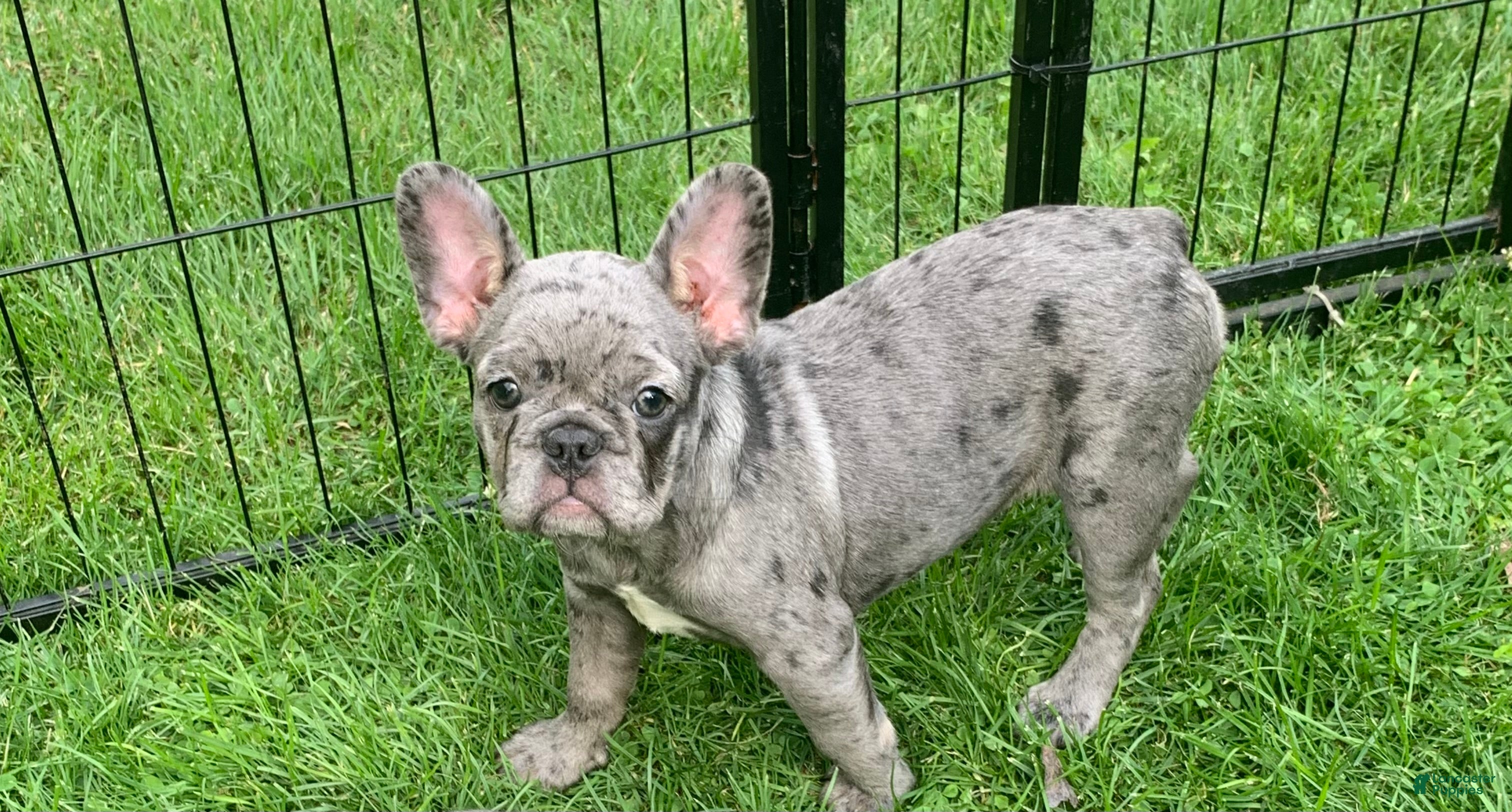 French Bulldog dogs June - Ad 6
