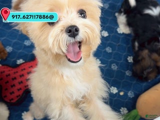 Maltipoo dogs matilde - Ad 28