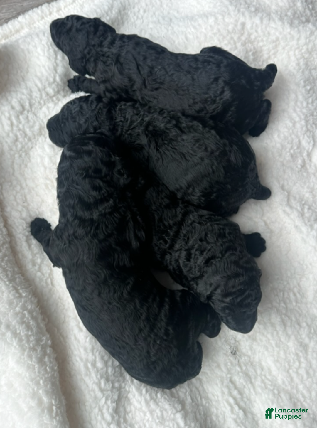 Standard Poodle dogs for sale: Nino - Ad 1