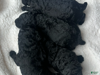 Standard Poodle dogs Nino - Ad 38