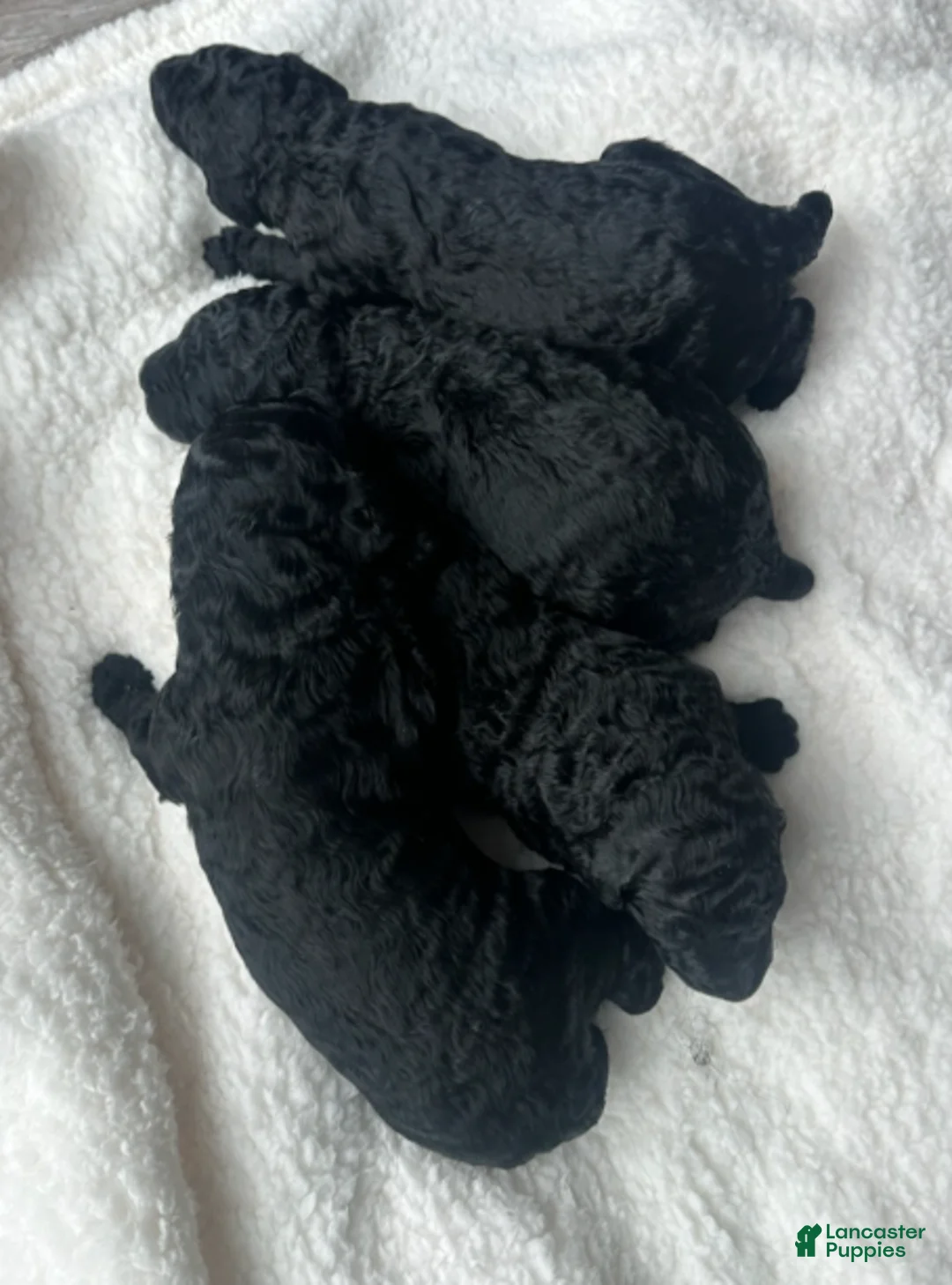 Standard Poodle dogs for sale: Nino - Ad 1