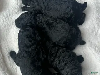 Standard Poodle dogs Nino - Ad 29