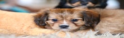 Mixed Breed dogs for sale: Cavalon Sparkle - Ad 17