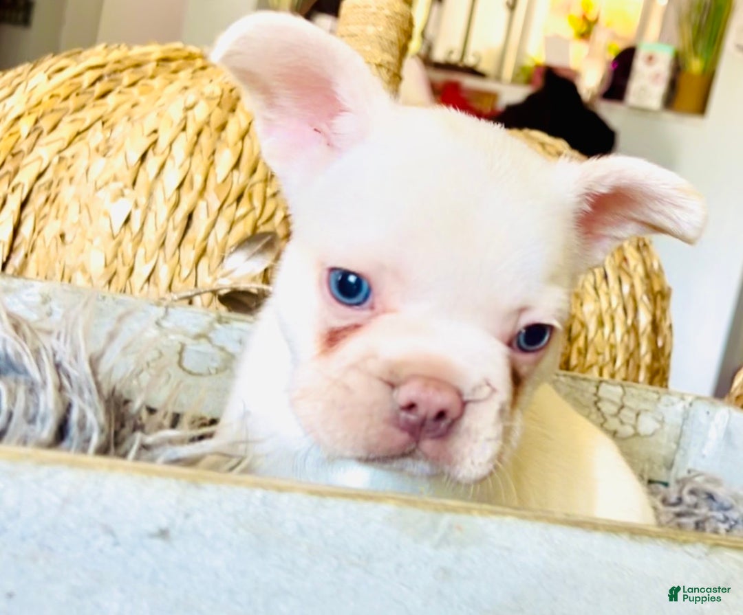 French Bulldog dogs for sale: Freddie - Ad 1