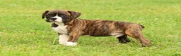 Boxer dogs for sale: Carl - Ad 8