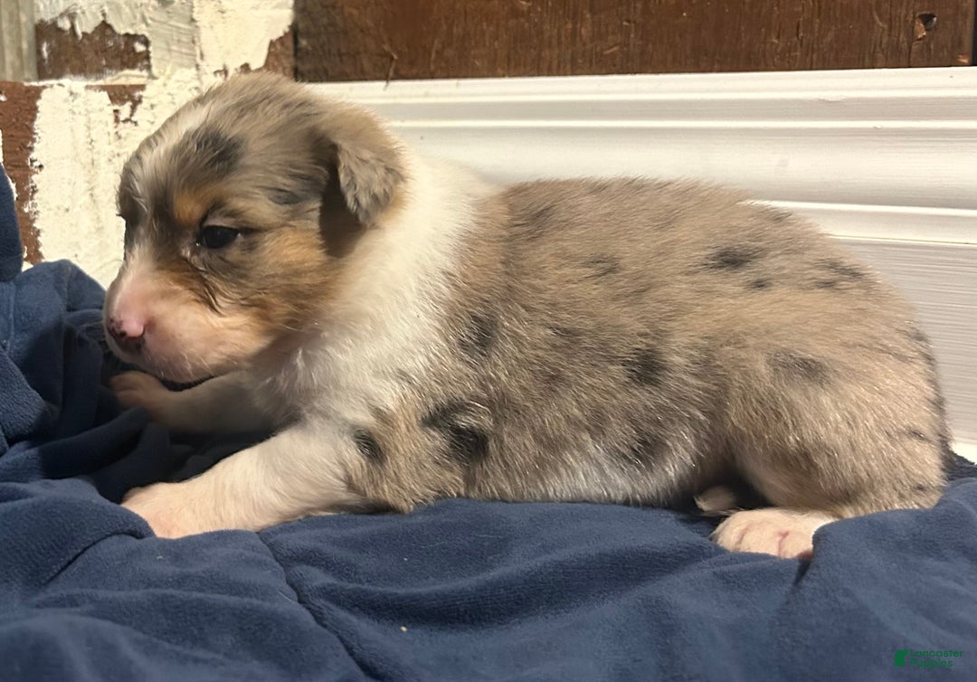Australian Shepherd dogs for sale: Ruth - Ad 31