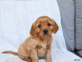 Miniature Golden Retriever dogs for sale: Bubbles - Ad 1