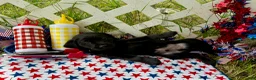 Labrador Retriever dogs for sale: Rocket - Ad 7