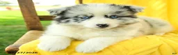 Pomsky dogs for sale: Remi  - Ad 3