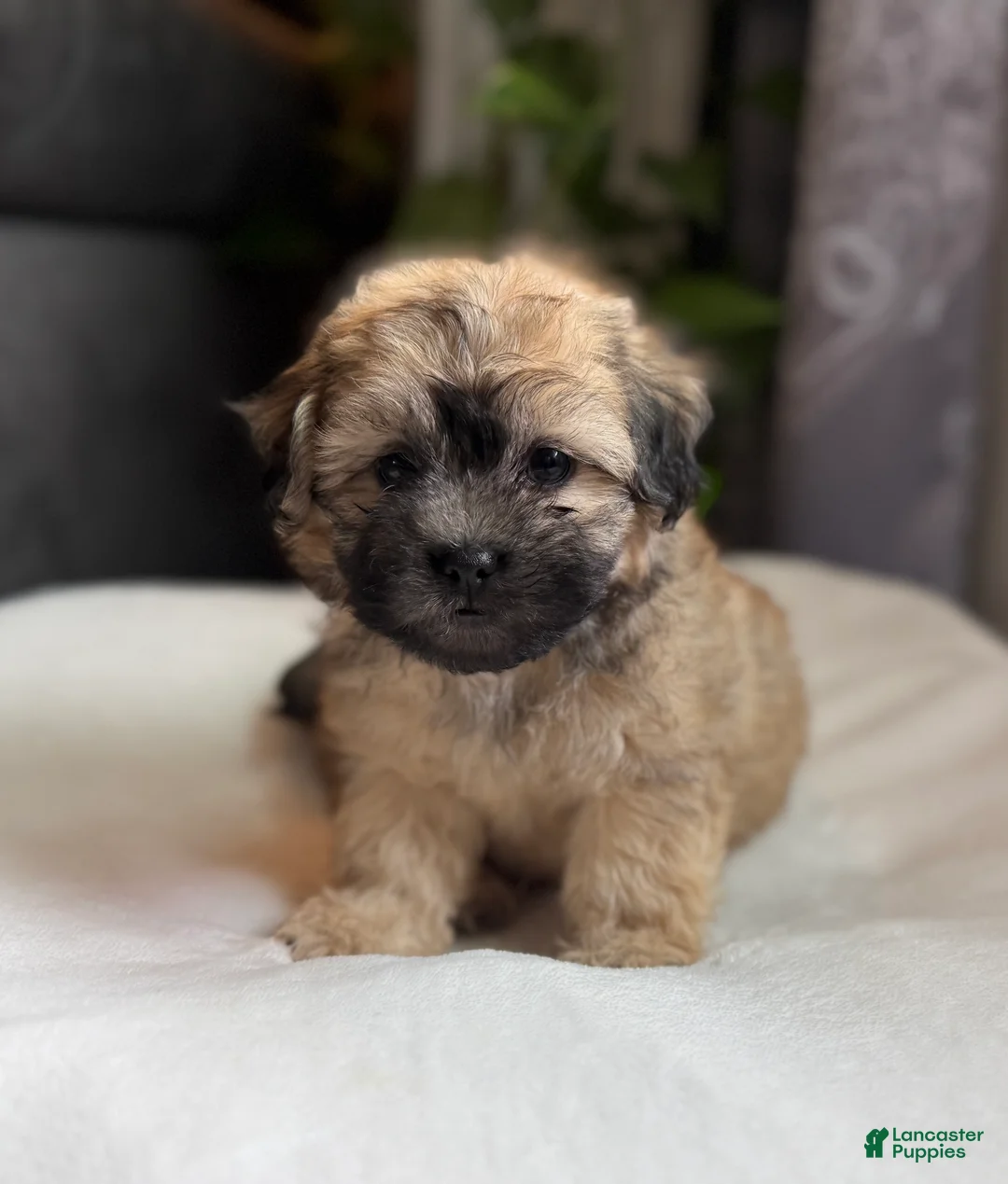 Shihpoo dogs for sale: Moe - Ad 2