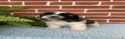 Shih Tzu dogs for sale: Archie - Ad 14