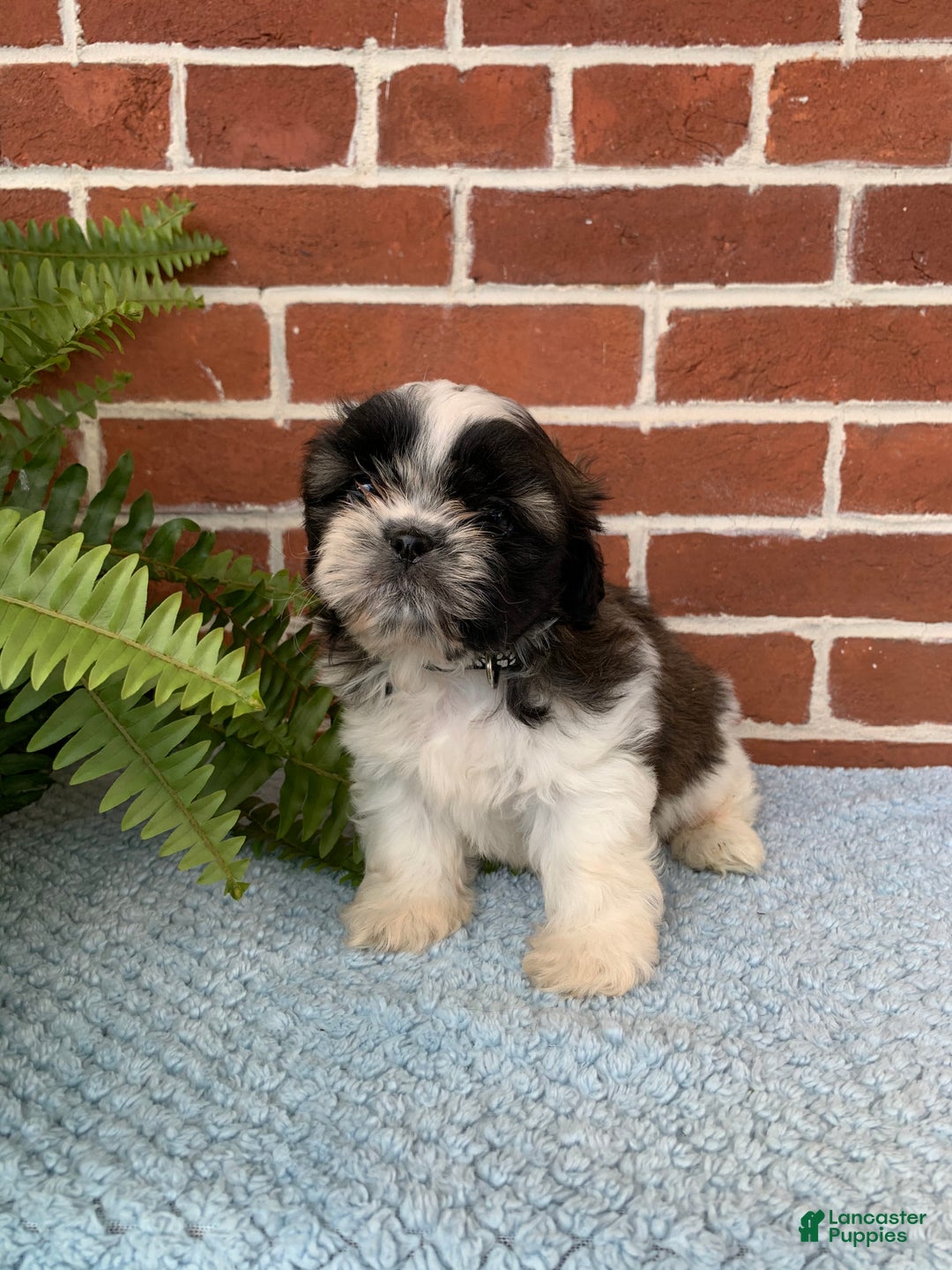 Shih Tzu dogs for sale: Archie - Ad 14