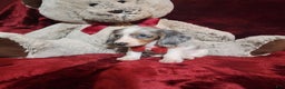 Miniature Dachshund dogs for sale: STORMY - Ad 4