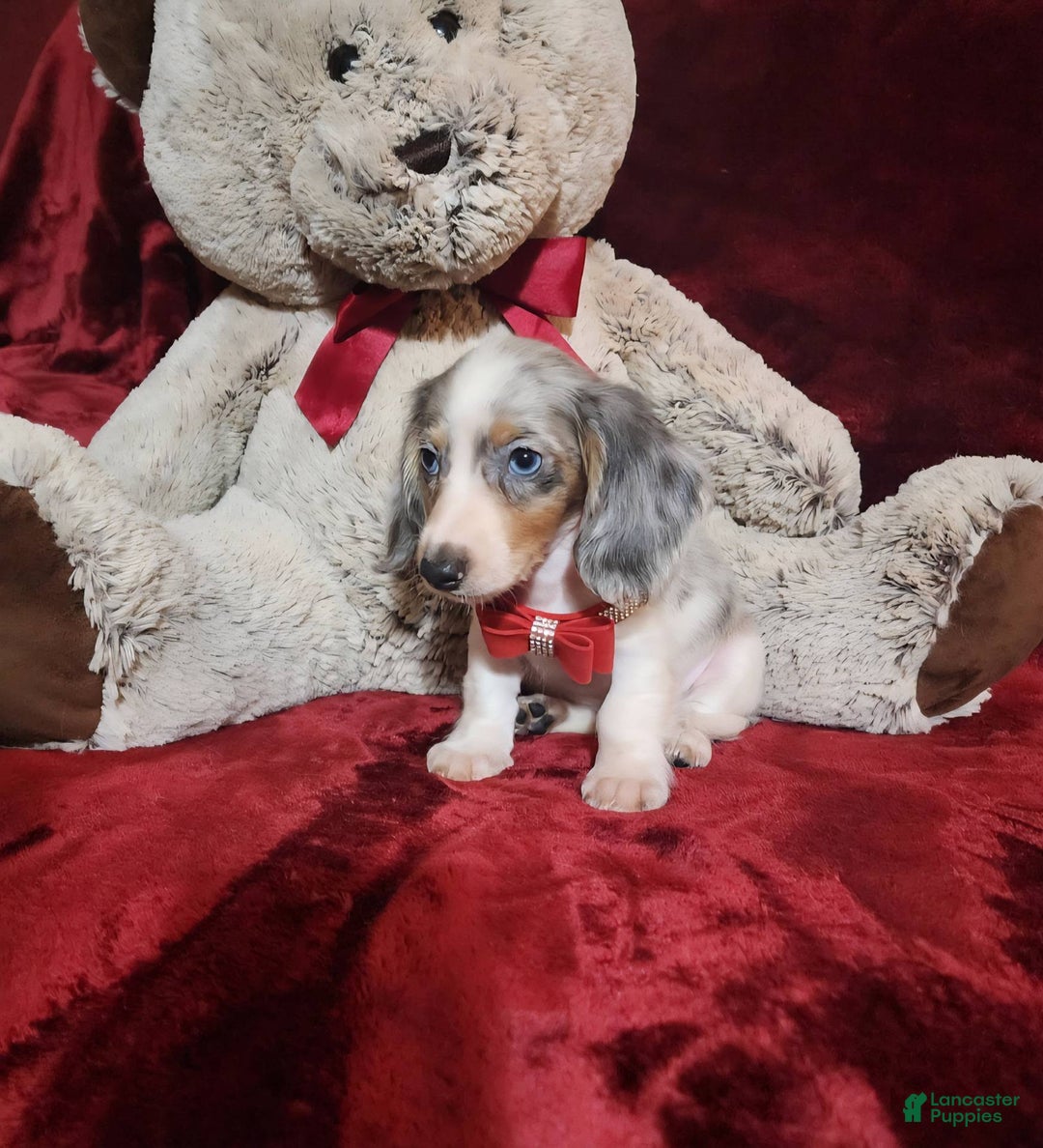 Miniature Dachshund dogs for sale: STORMY - Ad 4