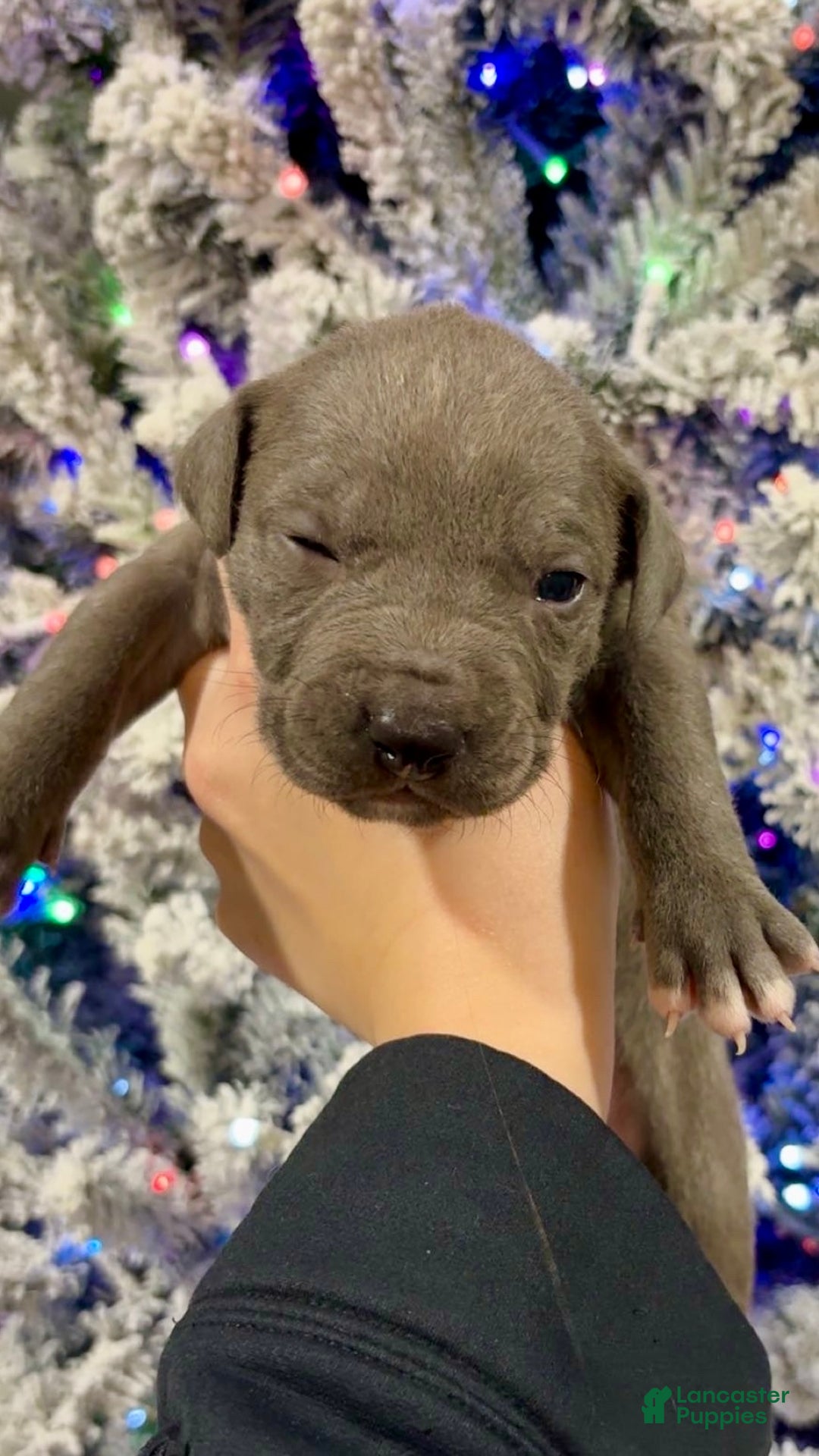 Mixed Breed dogs for sale: Ozzy 💙 - Ad 2