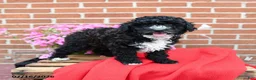 Miniature Poodle dogs for sale: Tux - Ad 4