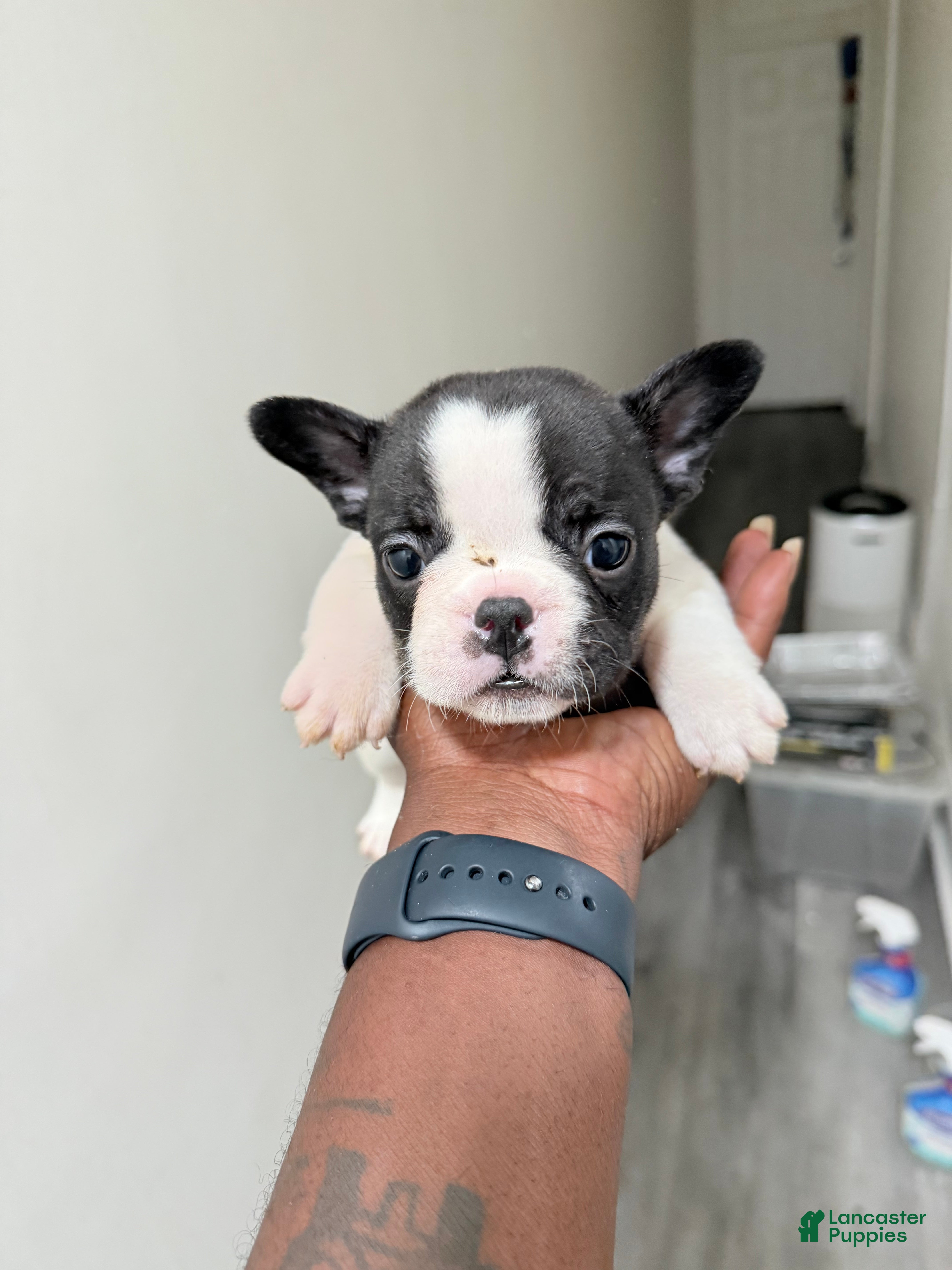 French Bulldog dogs for sale: French Bulldog 3 - Ad 1
