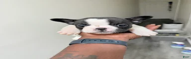 French Bulldog 3