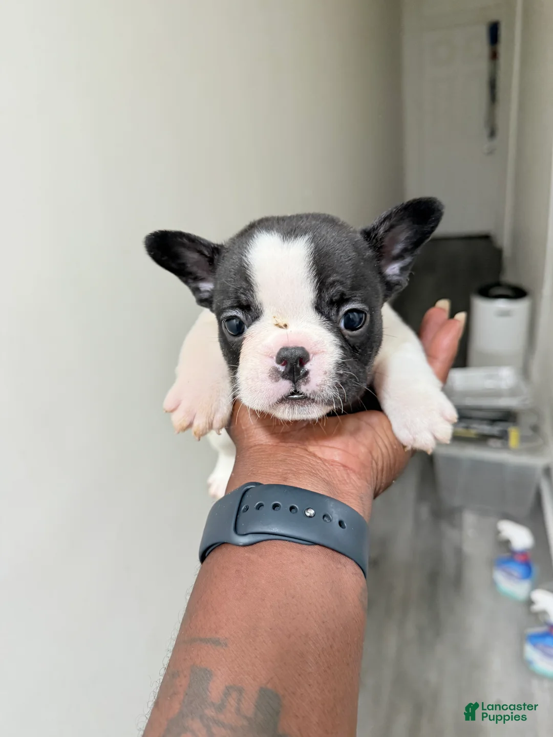 French Bulldog dogs for sale: French Bulldog 3 - Ad 1