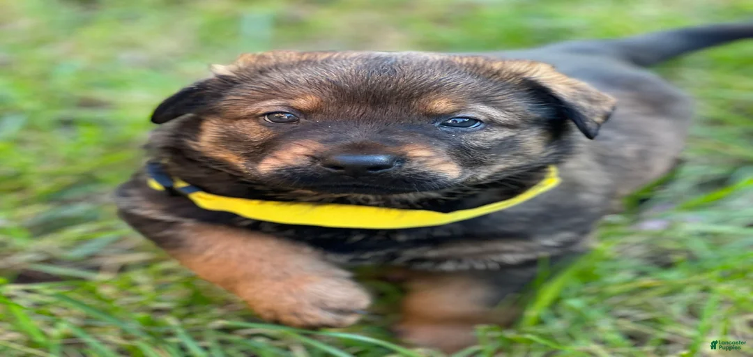 Gallery Image {{count}}