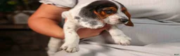 Beagle dogs for sale:  Dustin🐶 - Ad 19