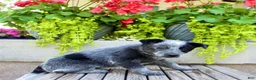 Australian Cattle Dog dogs for sale: Sadie - Ad 5