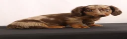 Dachshund dogs for sale: Duke - Ad 14