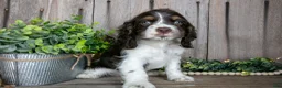 Cocker Spaniel dogs for sale: Button - Ad 1