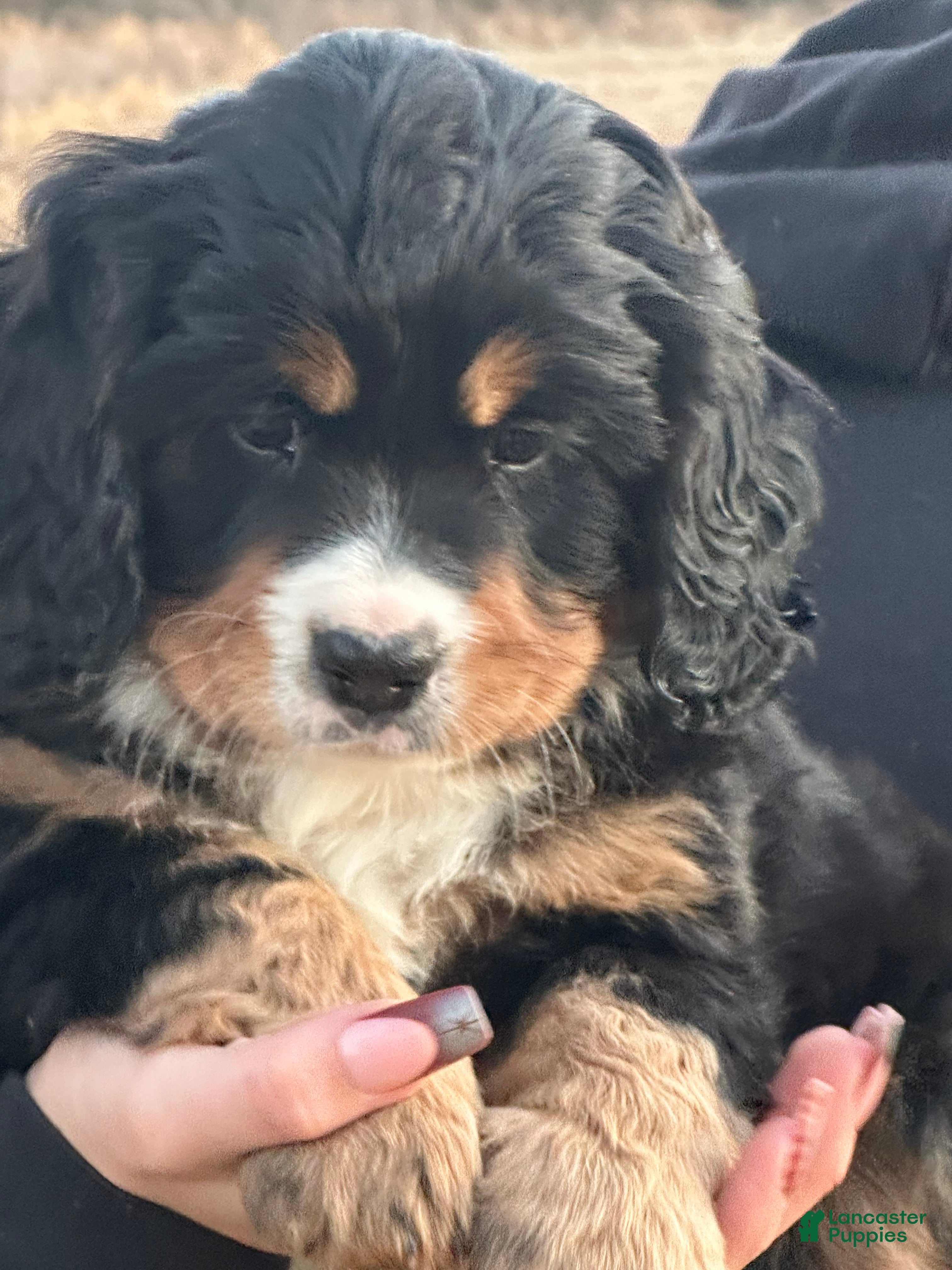 Miniature Bernese Mountain Dog dogs Miniature Bernese Mountain Dog Puppy 5 - Ad 7