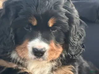 Miniature Bernese Mountain Dog dogs Miniature Bernese Mountain Dog Puppy 5 - Ad 7