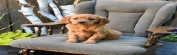 Miniature Golden Retriever dogs for sale: Eileen - Ad 1
