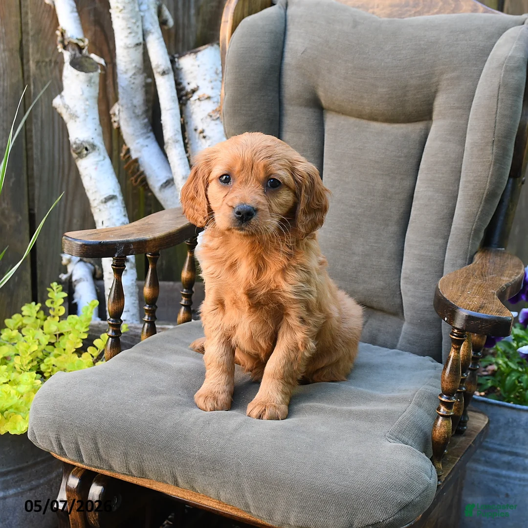 Miniature Golden Retriever dogs for sale: Eileen - Ad 1