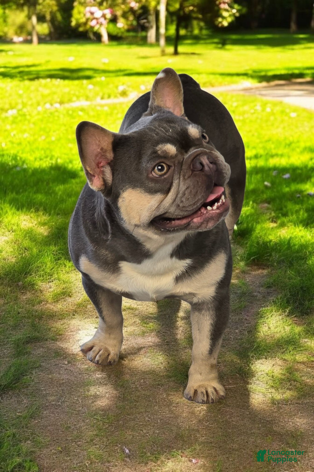 French Bulldog dogs for stud: French Bulldog 1 puppies - Ad 3