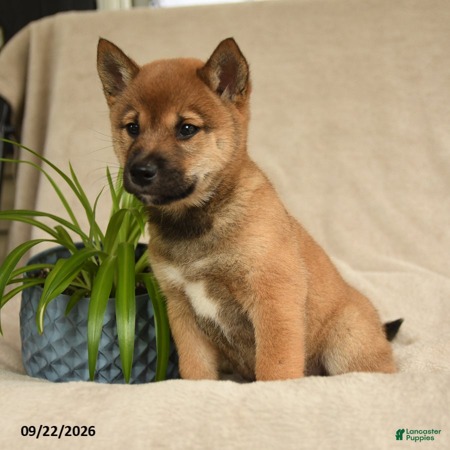 Shiba Inu dogs Irvin - Ad 2