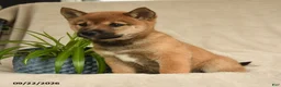 Shiba Inu dogs for sale: Irvin - Ad 2