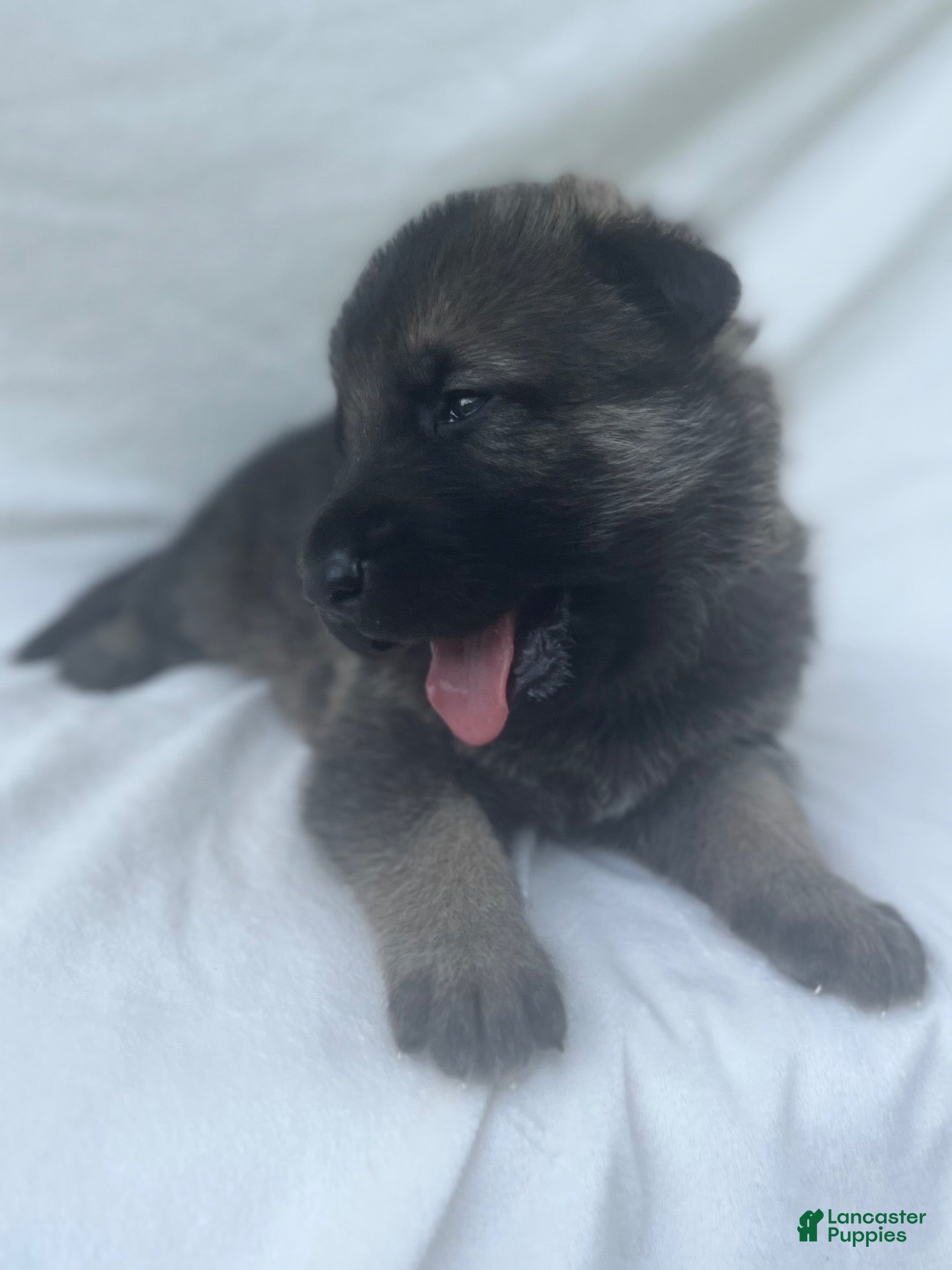 German Shepherd dogs Teddy - Ad 2