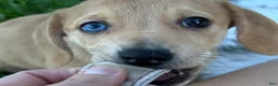 Mixed Breed dogs for sale: Unique Dorgi Female with Blue Eye - Corgi & Dachshund Mix - Ad 1