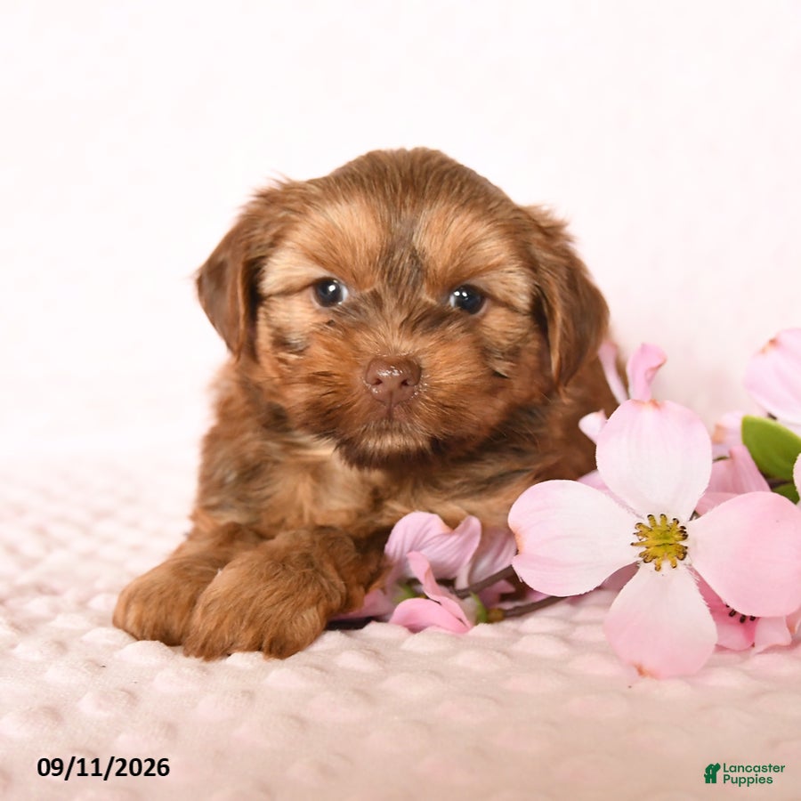 Yorkshire Terrier dogs Dreamcicle - Ad 1
