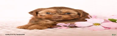 Dreamcicle