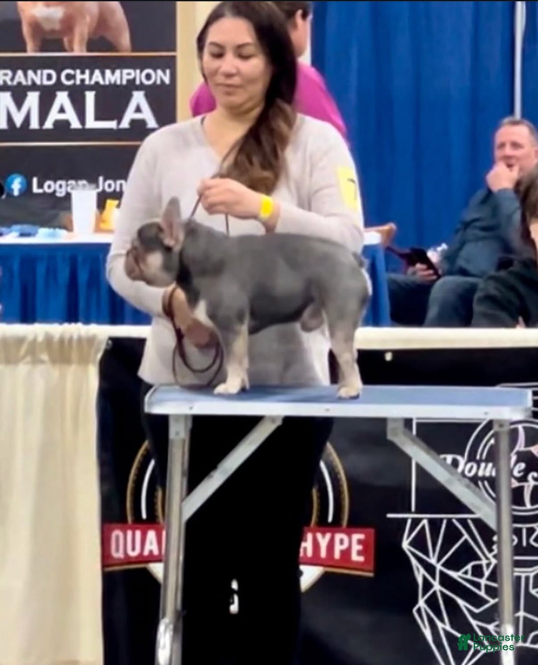 French Bulldog dogs for sale: Growleth  - Ad 10