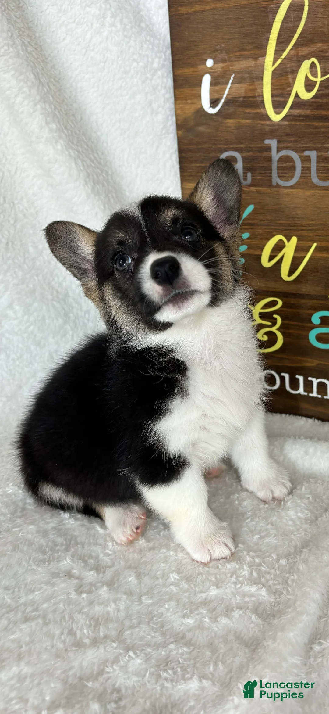 Welsh Corgi Pembroke dogs for sale: Casey - Ad 4
