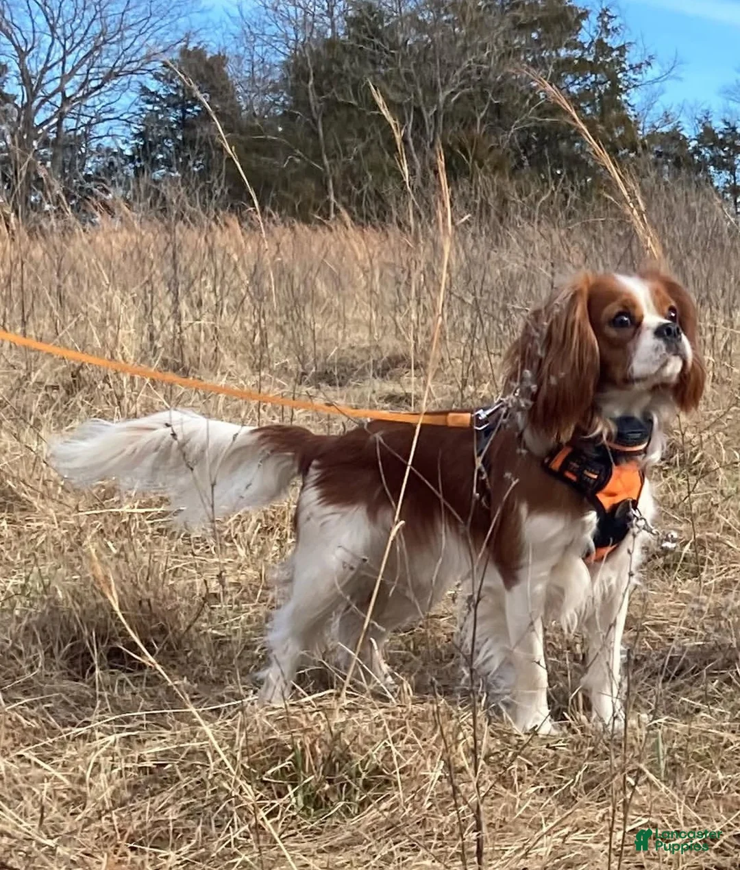 Mixed Breed dogs for sale: Noël - Ad 6