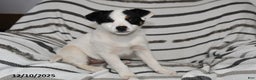 Mixed Breed dogs for sale: Sophie - Ad 3