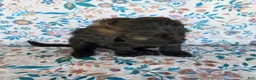 Goldendoodle dogs for sale: Blue Girl - Ad 5